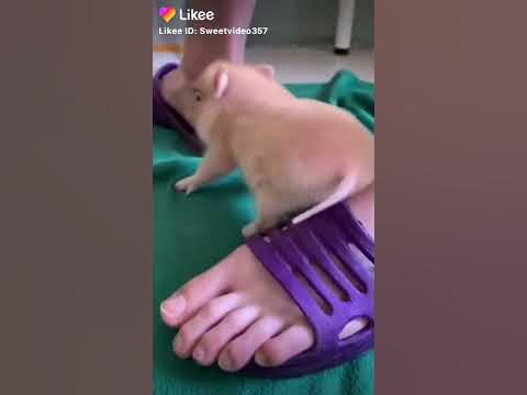 Свинья.... Злая?? 😮😮 - YouTube
