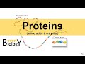 Proteins &amp; Enzymes (updated)