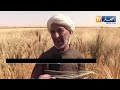 بين 60 إلى 70 قنطار في الهكتار تجربة محمد في زراعة القمح رغم الوسائل البسيطة 