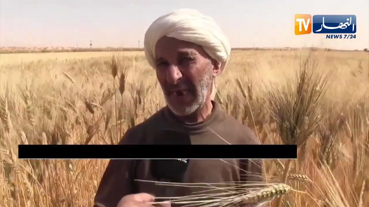 بين 60  إلى 70 قنطار في الهكتار..  تجربة محمد في زراعة القمح رغم الوسائل البسيطة