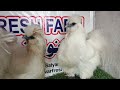 White Silkie Breeder Pair Showcase | Anwaar Fresh Farm Faisalabad