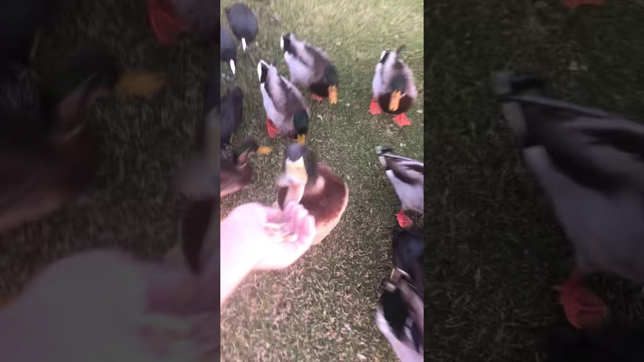 feeding ducks seeds at the park 