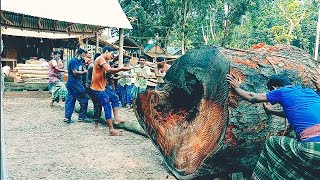 300 years old big giant mahogni tree wood log sawmilling by horizontal band sawmill / Extreme work