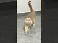 猫が飼い主を信頼しているときに見せる行動