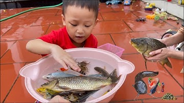 Thỏ Vlog bắt con cá chép vàng bự , con cua , con tôm , con cá mập , cá rô đồng , cá molly , cá trắm