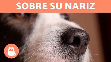 ¿Qué arruina el olfato de un perro?