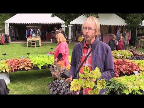 Vidéo: Care Of Heucherella - Conseils pour cultiver Heucherella dans le jardin