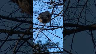 Vespa maculifrons - Eastern Yellowjacket, aerial nest
