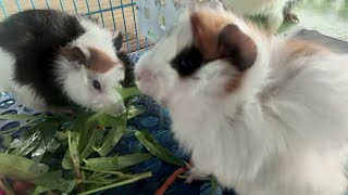 I love you guinea pigs - Beautiful guinea pigs