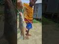 পদ্মা নদীর তরতাজা আইর মাছ #ierfish #bigfish #fishvideo