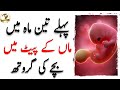 First trimester l fetal development week by week in urdu l fetal development month by month