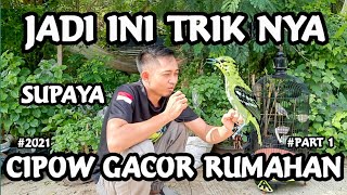 Merawat burung cipoh sirtu cara tips dan trik