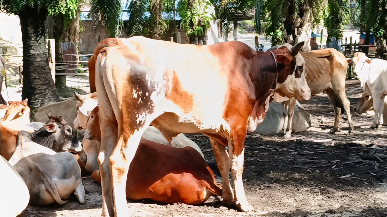 CEK HARGA SAPI 🐄🐄 - YouTube
