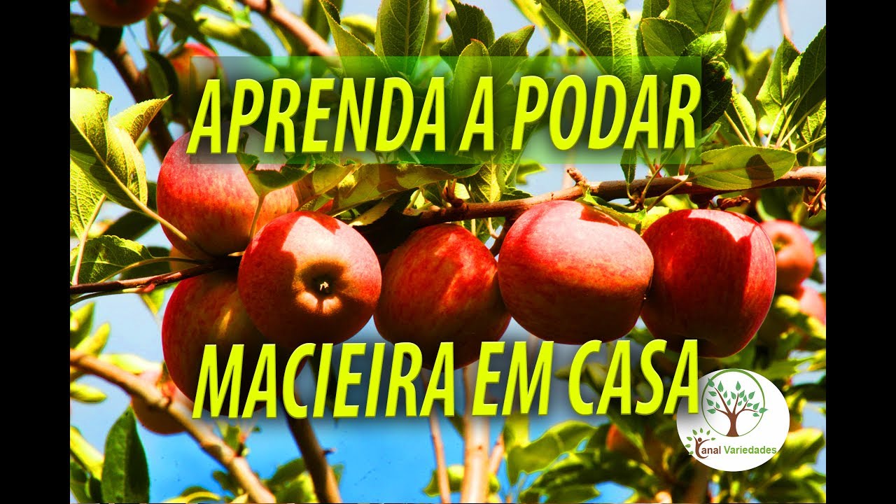 Maçã em Casa, Veja como Podar e Organizar para uma boa Produção com ...