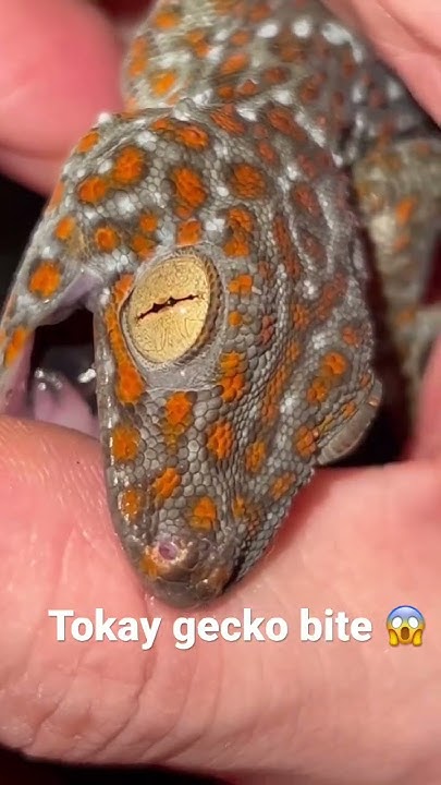 tokay-gecko-bite-tokaygecko-geckos-geckobreeder-youtube