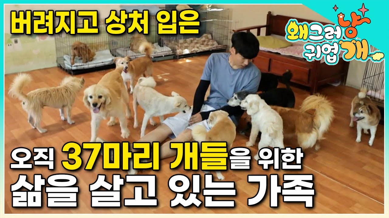 “죽을 때까지 지켜줄 거예요” 엄청난 비용과 노력이 들어도 버림받은 37마리의 개들과 함께 사는 이유│#왜그러냥귀엽개
