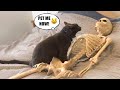 Aww 🐱 Cat Reaction Videos | Top Funny &amp; Crazy Cats #5