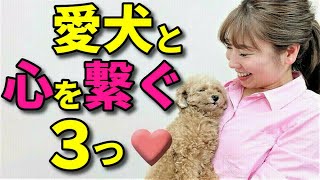 【犬 しつけ】愛犬と心を繋ぐ３つのポイント【犬のしつけ＠横浜】by遠藤エマ先生
