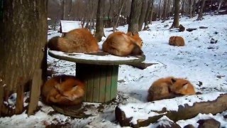 Zao Fox Village Sleeping Foxes in HD Zao Kitsune Mura 蔵王キツネ村