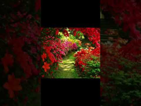 قصيدة الاعرابي والنبي بصوت نور الدين خورشيد