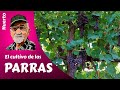 EL CULTIVO DE LAS PARRAS - Guía completa