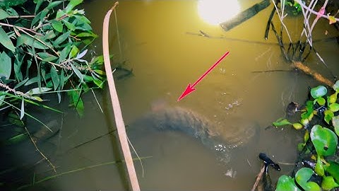 Fishing CAMBODIA 2 Ngày 1 Đêm Cắm Câu Mồi Trùng