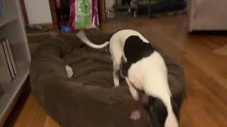 Whippet puppy- growing up! by Airbender Dogs 768 views 5 years ago 1 minute, 24 seconds