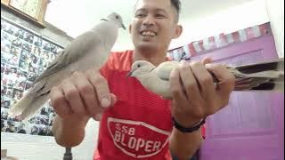 Download lagu CARA MEMBUNYIKAN & MENJINAKAN BURUNG PUTER DI TANGAN ANDA MUDAH DI PAHAMI.LANGSUNG BISA!!