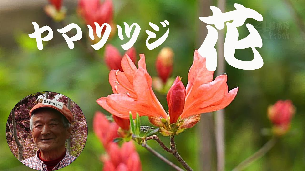 ヤマツツジ 花 2024 秋元園芸 - YouTube