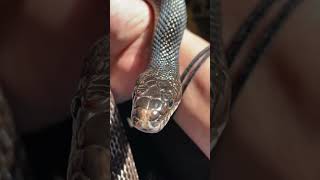 What does a Black Rat Snake look like? @Scalyadventures