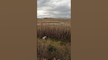 She locks on! Point! #gsp #birddog #pheasanthunting #hunting #huntingdog #pointer #pheasant #hunters