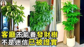 客廳不能養發財樹，特別是這客廳的這2個位置，不是迷信後果嚴重！|花花世界