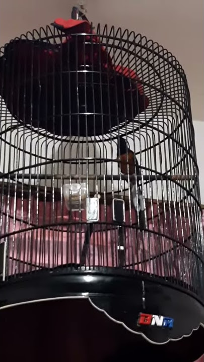 Murai batu suara jokowi