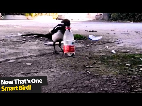 Genius magpie drops stones into bottle to make water level rise so it can drink.