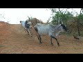 Vacas do Aurélio chegando para serem Ordenhadas e Amamentarem seu Bezerros.