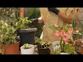 ¿Conoces esta begonia?-Flores todo el año-la mas resistente