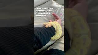 She just stares at me😂 #ballpython #pets #snake #animals #fyp #viral #shorts #reptiles #wildlife