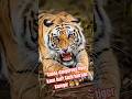 “Sabse dangerous tiger kaun hai? Sach hairaan karega! 🐯🔥” #tigerfacts #shorts