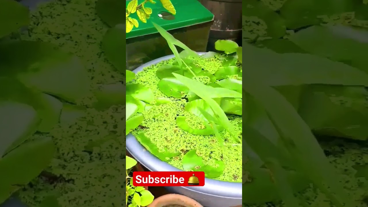 yellow pror pink Lotus blooming in my garden 