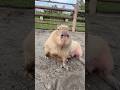 個性豊かなカピバラたち#capybara #animals #cute