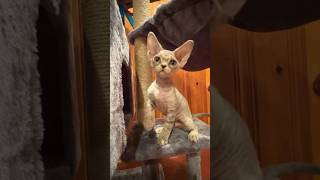 Devon Rex Kittens #devonrex #kittens #funny #devonrexcat #america #cute #cutekitten