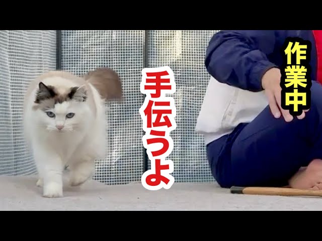 頼んでないのに手伝ってくれる猫 - YouTube