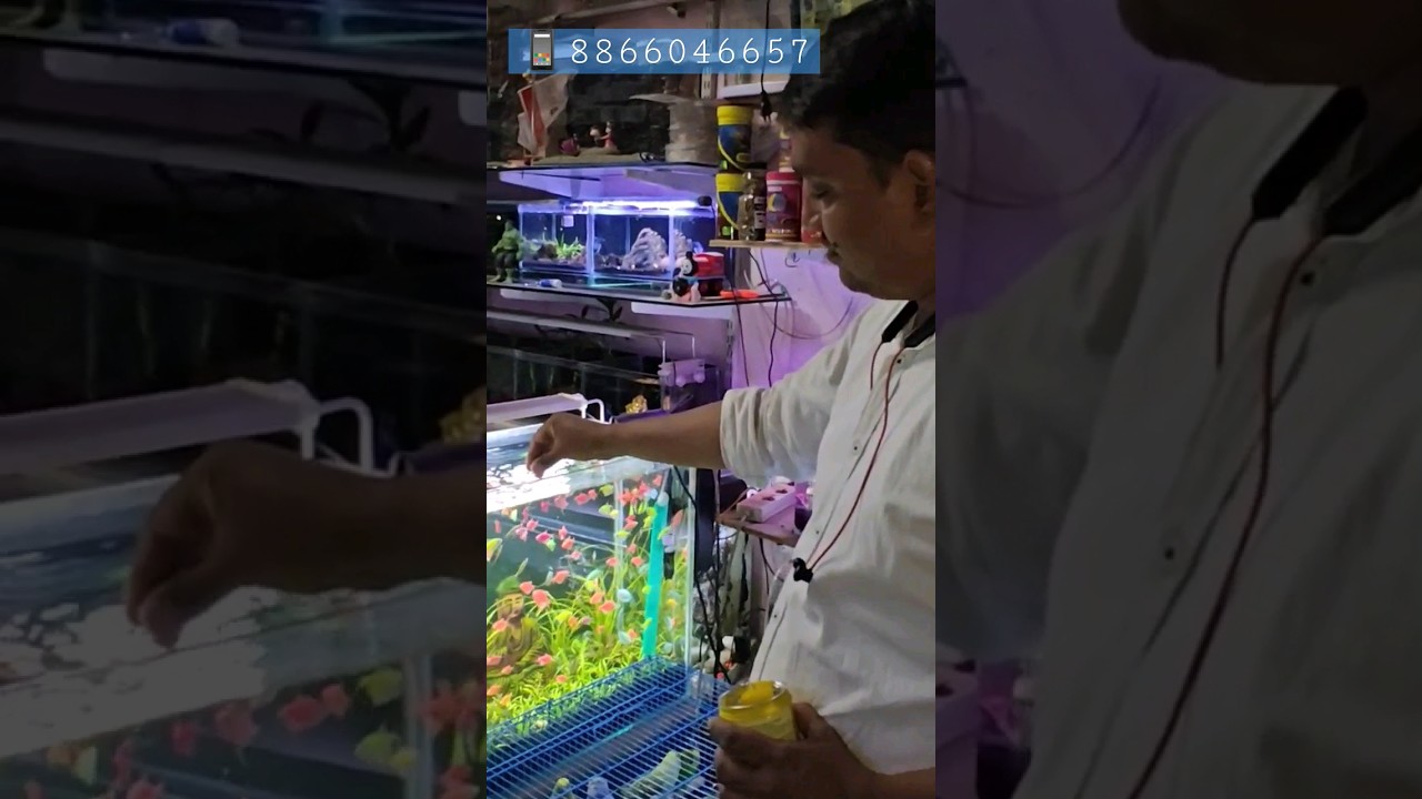 How to Feed Your Aquarium Fish? | Widow Tetra fish loves bites | Feed aquarium fish| 