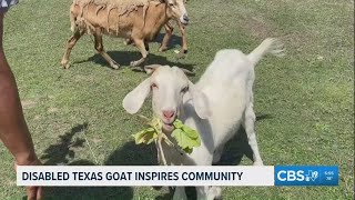 Texas woman s disabled goat inspires community