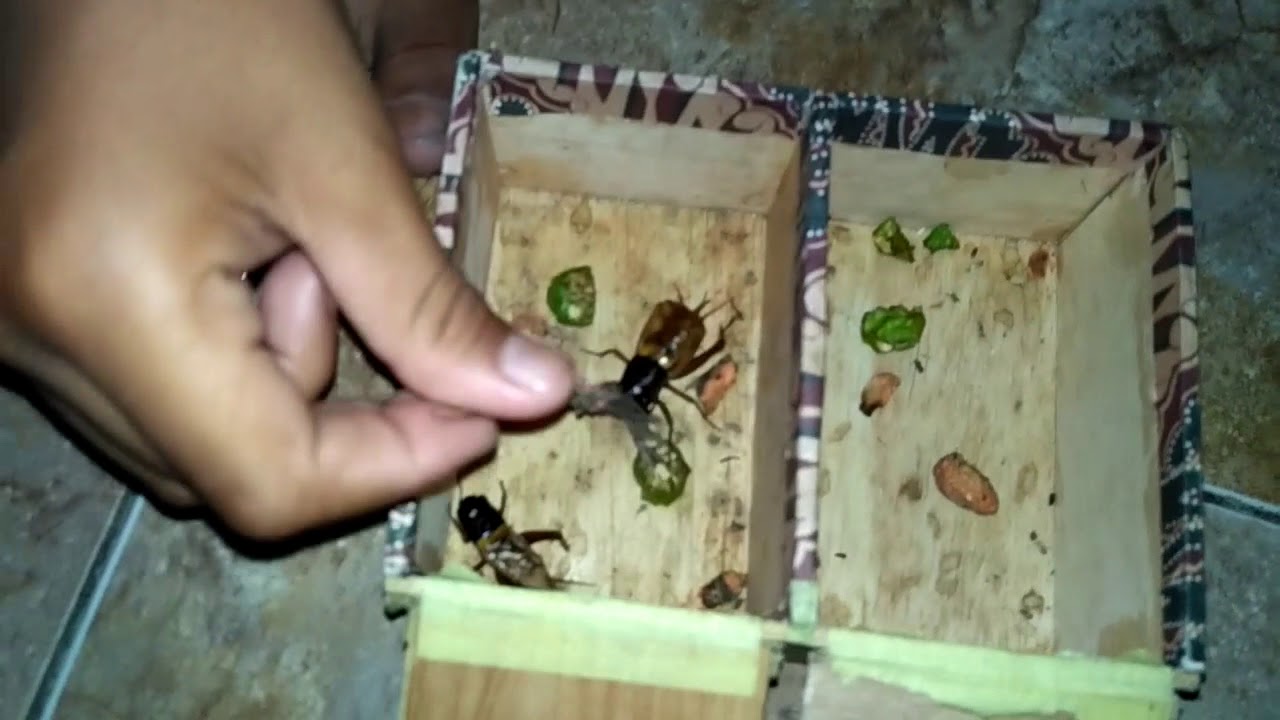jangkrik eni