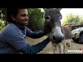 Rescued donkey whose legs were wired together, takes 6 months to heal.