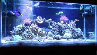 How I eliminated Ich in my reef tank