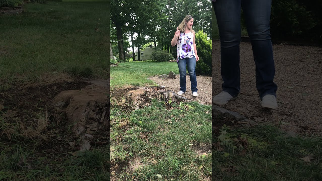 Tree Stump Transformation