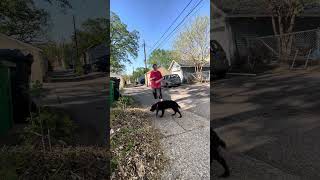 Teaching 6 month old German Spaniel puppy Coco how to walk nicely on a leash.