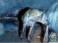 Hyena crawling inside a dead Elephant to feed